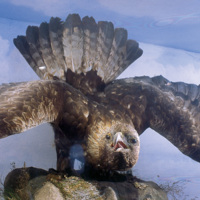 Golden Eagle