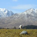 West Highland Museum Trust